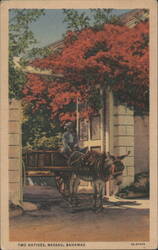 Two Natives, Man on Donkey Cart under Red Tree Postcard