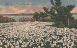 Lily Field in Bloom, Bermuda Postcard