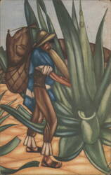 Tlachiquero Extracting Pulque Juice from Agave Postcard
