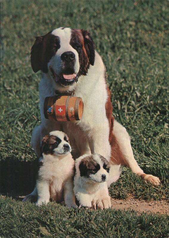 St. Bernard Dogs, Adult with Swiss Flag Barrel & Puppies Zurich Switzerland