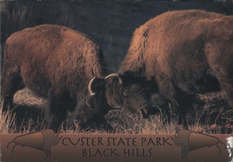 Bison Bulls Sparring, Custer State Park, Black Hills South Dakota
