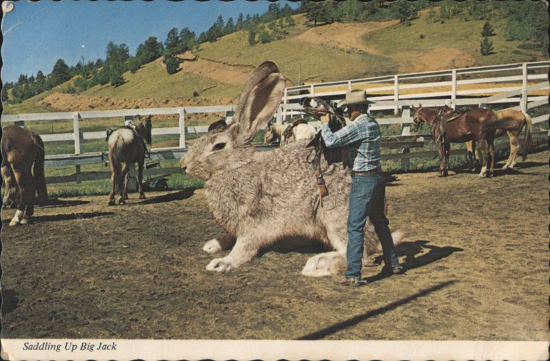 Saddling Up Big Jack Giant Rabbit Cowboy Exaggeration