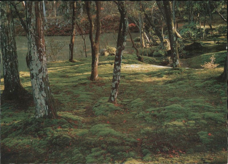 Saihoji Temple Garden, Kyoto - Moss Covered Trees & Pond Japan