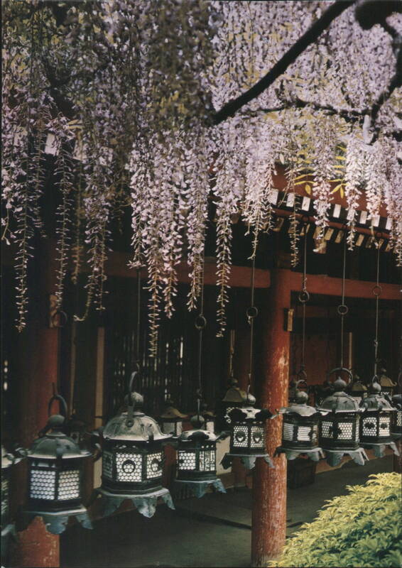 Wisteria & Lanterns, Kasuga Shrine, Nara, Japan