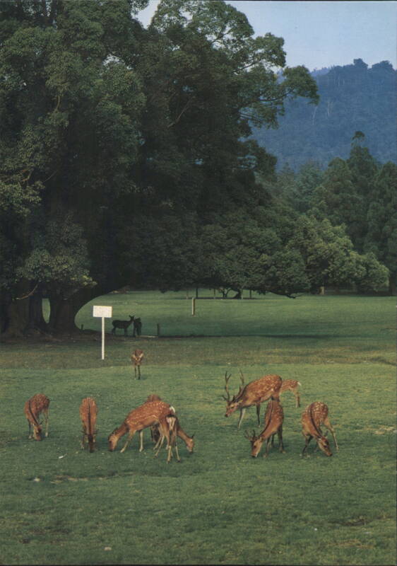 Nara Park Deer Grazing, Kasuga Shrine, Kofukuji Temple Japan