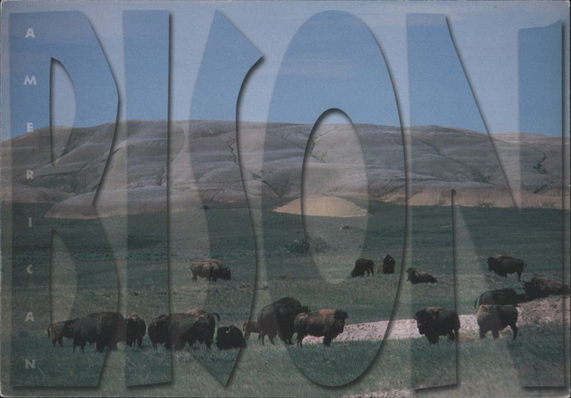 American Bison Herd, South Dakota