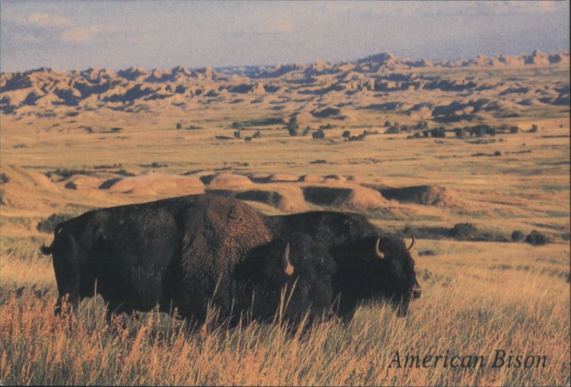 American Bison in Badlands, Black Hills, South Dakota
