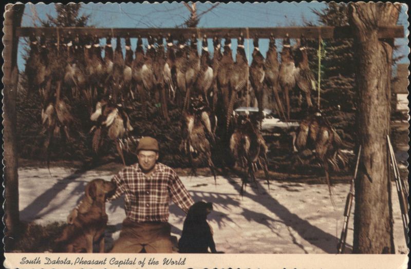 Man, Dogs, & Pheasants - Pheasant Capital of the World South Dakota