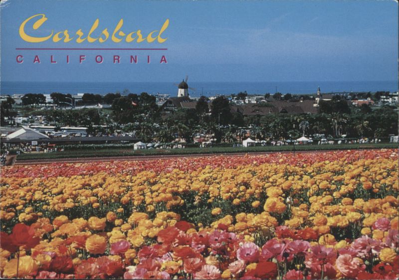 Carlsbad California Flower Fields Ranunculus Blossom