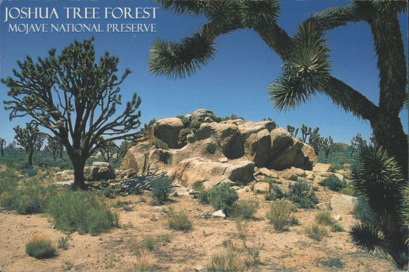 Joshua Tree Forest, Mojave National Preserve G. Louis Vopalensky
