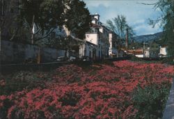 Funchal, Madeira Bougainvilleas, Street & Buildings Postcard
