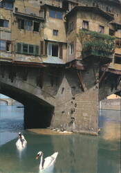 Ponte Vecchio Rear of Shops, Swans, Arno River Postcard