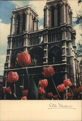 Notre-Dame Cathedral, Paris with Tulips Postcard