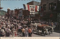 Deadwood Days of '76 Parade, Ox Team of Yesteryear Postcard