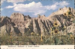 Sunflowers, Badlands, South Dakota Postcard