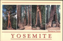Giant Sequoias Mariposa Grove Yosemite CA Chrome Postcard Postcard