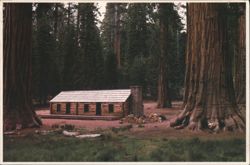 Mariposa Grove Museum, Yosemite National Park, CA Postcard