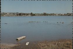Maxton Brown Bird Sanctuary, Buena Vista Lagoon Postcard