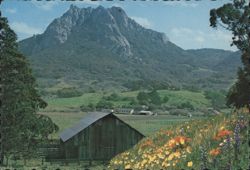 Hollister Peak, Barn, Wildflowers, California Landscape Postcard