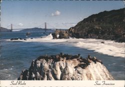 Seal Rocks & Golden Gate Bridge, San Francisco Bay Postcard