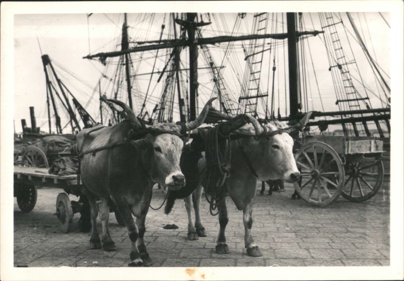 Messina Port Scene - Yoke of Oxen & Sailing Ships Italy