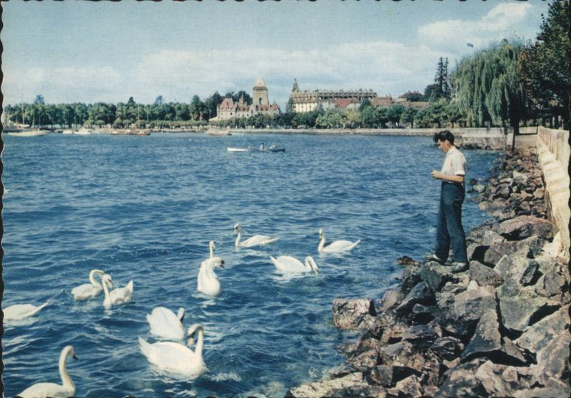 Ouchy-Lausanne Les Quais, Man Feeding Swans by Lake Switzerland