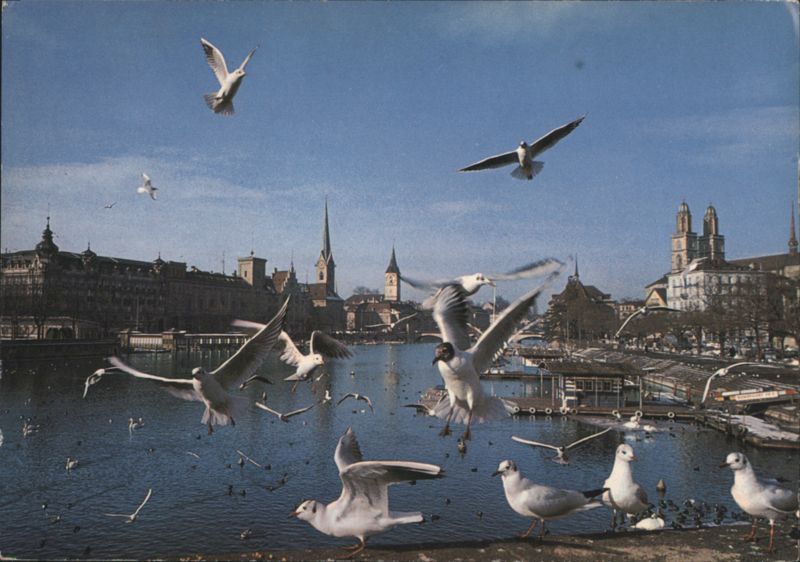 Seagulls Flying Over Zurich Old Town, Quaibrücke View Zürich Switzerland