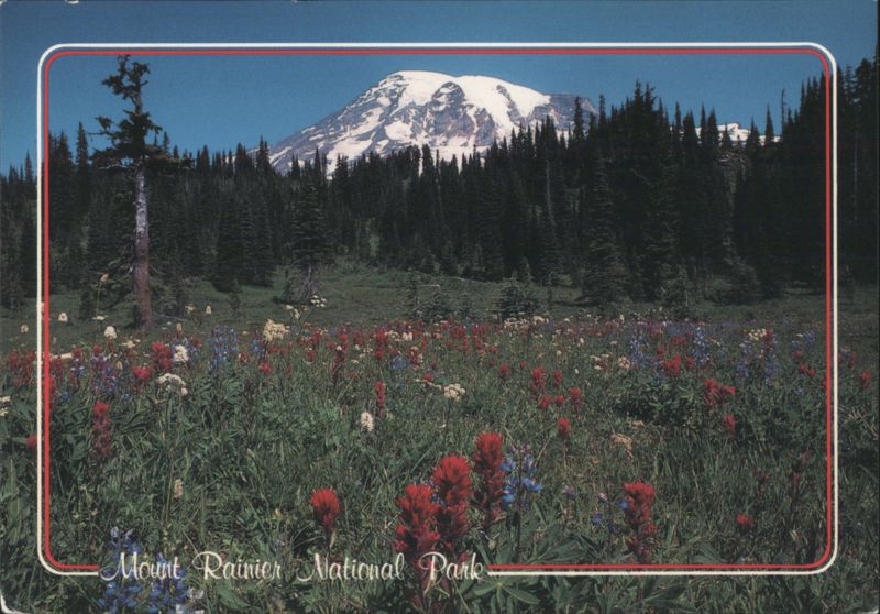 Mount Rainier National Park Wildflowers & Mountain View Washington