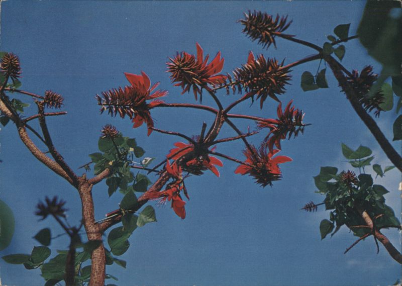 Deigo Flowers, Symbol of Okinawa Japan
