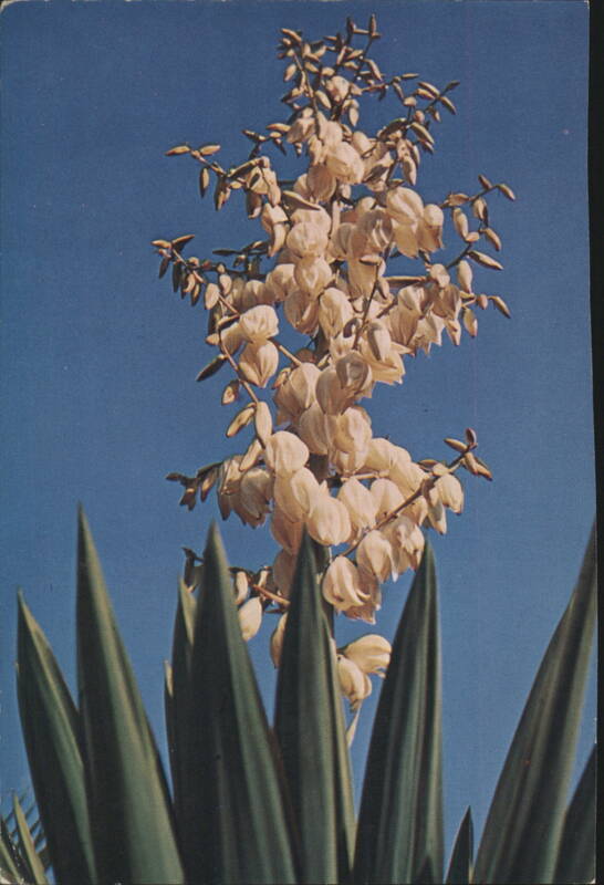 Yucca Desert Flower, Creamy White Blooms against Blue Sky
