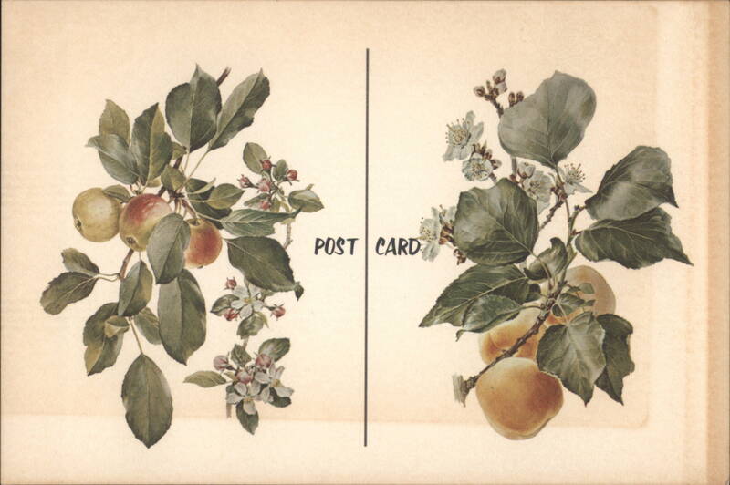 Crab Apple & Apricot Botanical Illustrations Anne Ophelia Dowden