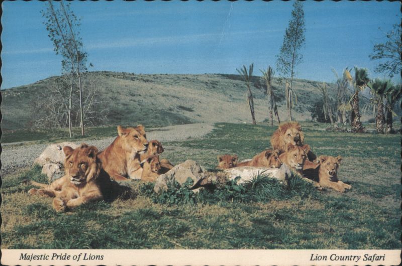 Majestic Pride of Lions - Lion Country Safari