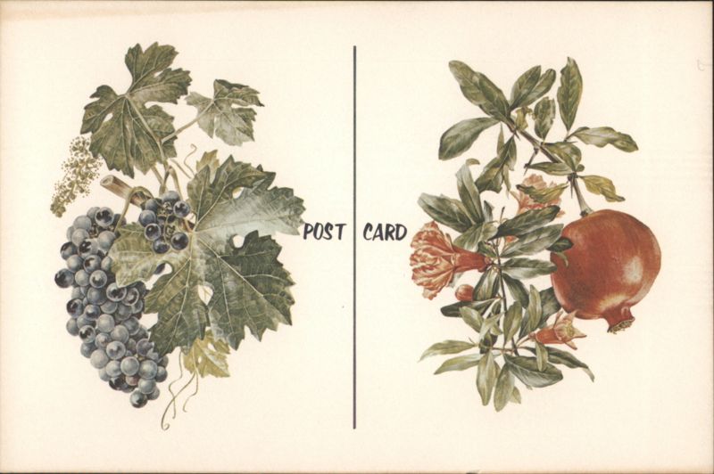 Grapes Pomegranate, Plate XV-XVI by Anne Ophelia Dowden