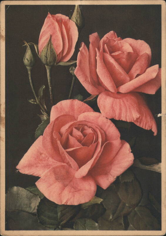 Pink Roses and Buds Flowers