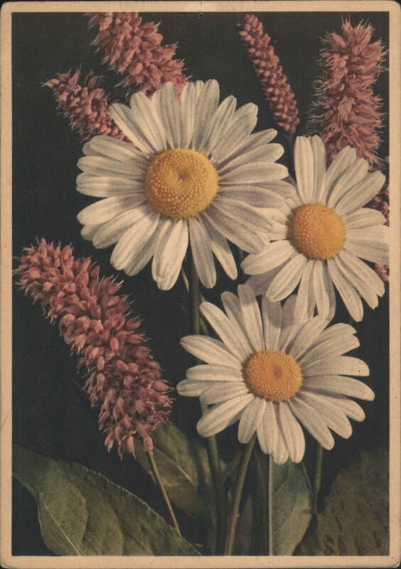 Ox-eyed Daisies & Pink Snake-weed Flowers, Botanical
