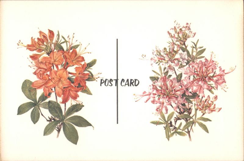 Piedmont & Flame Azalea Flowers, Anne Ophelia Dowden Art
