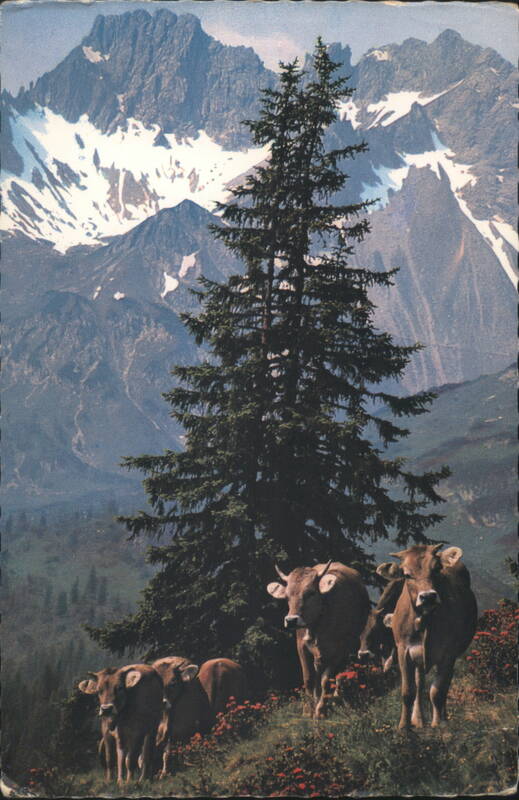 Tiroler Bergvieh - Mountain Cattle, Tyrol, Austria Reutte