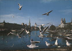 Seagulls on Limmat River with Zurich Cityscape Postcard