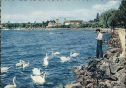 Ouchy-Lausanne Les Quais, Man Feeding Swans by Lake Postcard