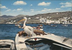 Mykonos Port with Pelican Petro on Boat Postcard