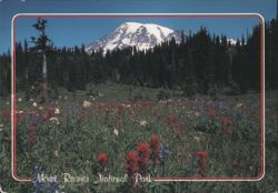 Mount Rainier National Park Wildflowers & Mountain View Postcard