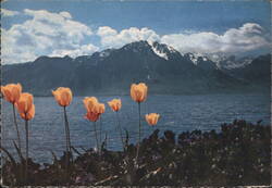 Tulips, Lake Geneva, Savoy Alps Postcard
