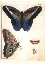 Southamerican Butterflies, Caligo idomeneus & Nymphidium caricae Postcard