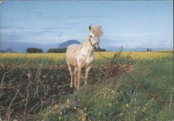 Cheju Pony in Field of Blossoms, 1987 Postcard