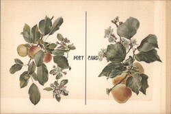 Crab Apple & Apricot Botanical Illustrations Postcard