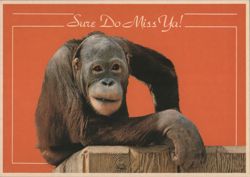 Orangutan Sure Do Miss Ya! Funny Animal Greeting Postcard