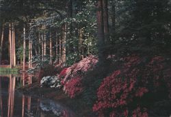 Azaleas at Callaway Gardens, Pine Mountain, GA Postcard
