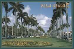 Royal Poinciana Way Palm Tree Lined Boulevard Postcard