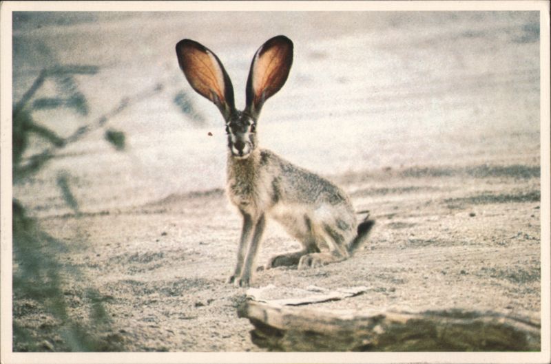 Desert Jack Rabbit with Enormous Ears Margaret Kurzius