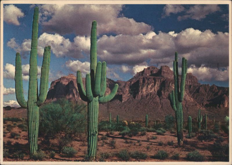 Superstition Mountain, Saguaro Cacti, Mesa, AZ Arizona